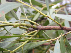 Acacia leiocalyx herveyensis
