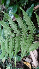 Tectaria subfuscipes