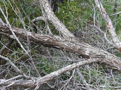 Acacia leiocalyx herveyensis