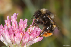 Bombus ruderarius