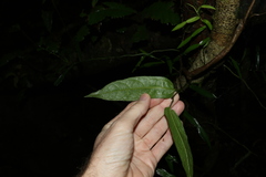 Aristolochia laheyana
