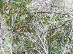 Acacia leiocalyx herveyensis