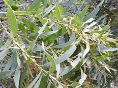 Acacia leiocalyx herveyensis