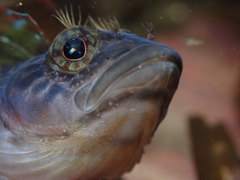 Ruanoho decemdigitatus