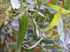 Acacia leiocalyx herveyensis