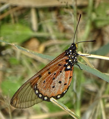 Acraea neobule