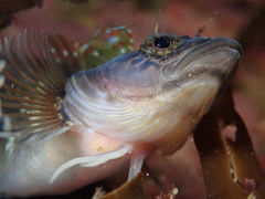 Ruanoho decemdigitatus