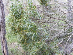 Acacia leiocalyx herveyensis