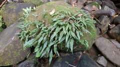 Leptochilus pteropus