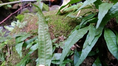 Leptochilus pteropus