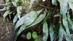 Leptochilus pteropus