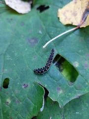 Tenthredo mandibularis