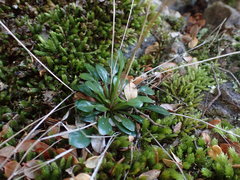 Cardamine dimidia