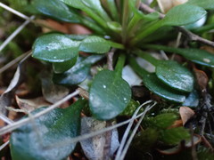 Cardamine dimidia