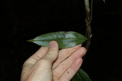 Petermannia cirrosa