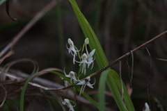 Habenaria propinquior