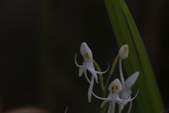 Habenaria propinquior