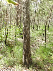 Acacia leiocalyx herveyensis