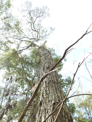 Acacia leiocalyx herveyensis
