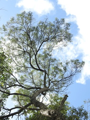 Acacia leiocalyx herveyensis