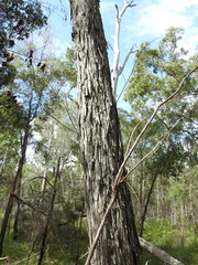 Acacia leiocalyx herveyensis