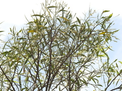 Acacia leiocalyx herveyensis