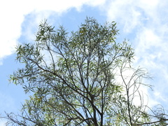 Acacia leiocalyx herveyensis