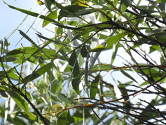 Acacia leiocalyx herveyensis
