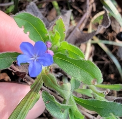 Aegonychon zollingeri