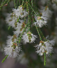 Melaleuca sylvana