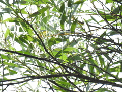 Acacia leiocalyx herveyensis