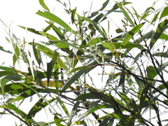 Acacia leiocalyx herveyensis