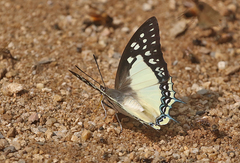 Polyura eudamippus