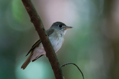 Muscicapa muttui