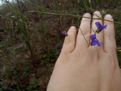 Neogaerrhinum strictum