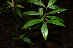 Myrsine subsessilis