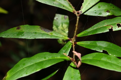 Myrsine subsessilis
