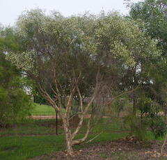 Melaleuca sylvana