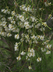 Melaleuca sylvana