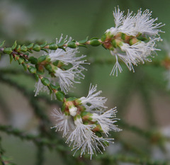 Melaleuca sylvana