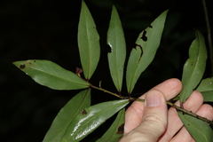 Myrsine subsessilis