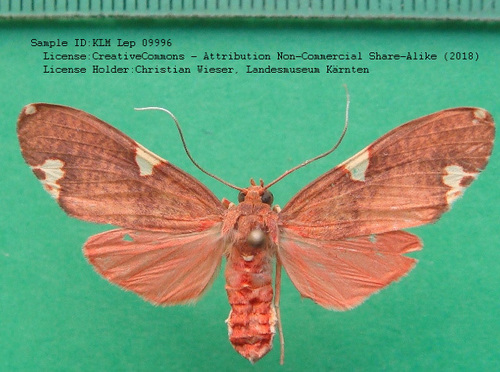 Trichromia tremula
