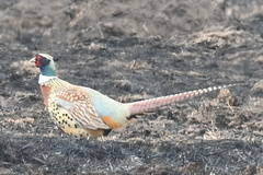 Phasianus colchicus pallasi