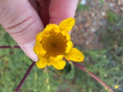 Anacyclus