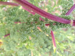 Anacyclus