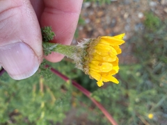 Anacyclus