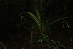 Helmholtzia glaberrima