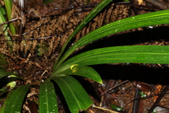 Helmholtzia glaberrima