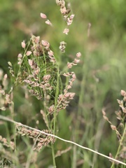 Eragrostis superba image