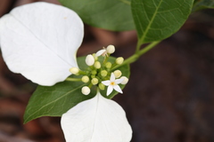 Coelospermum decipiens